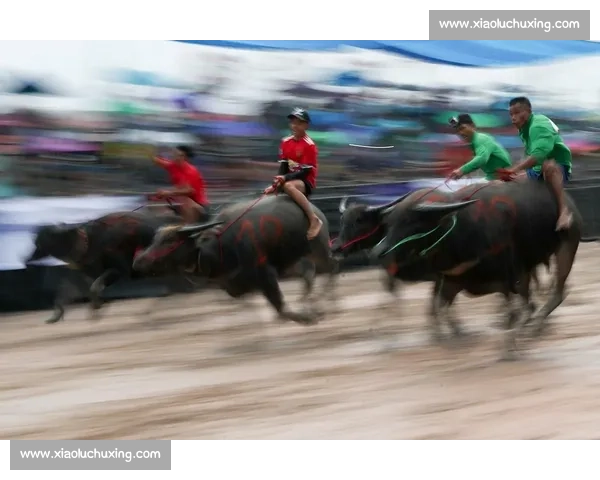 水牛赛道上的激情与速度 谁能成为骑水牛冠军的王者