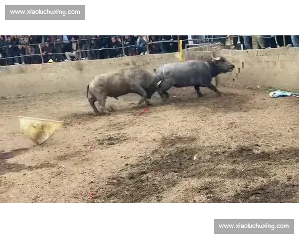 牛群争霸赛精彩对决全程视频记录热血沸腾瞬间尽显牛王之威